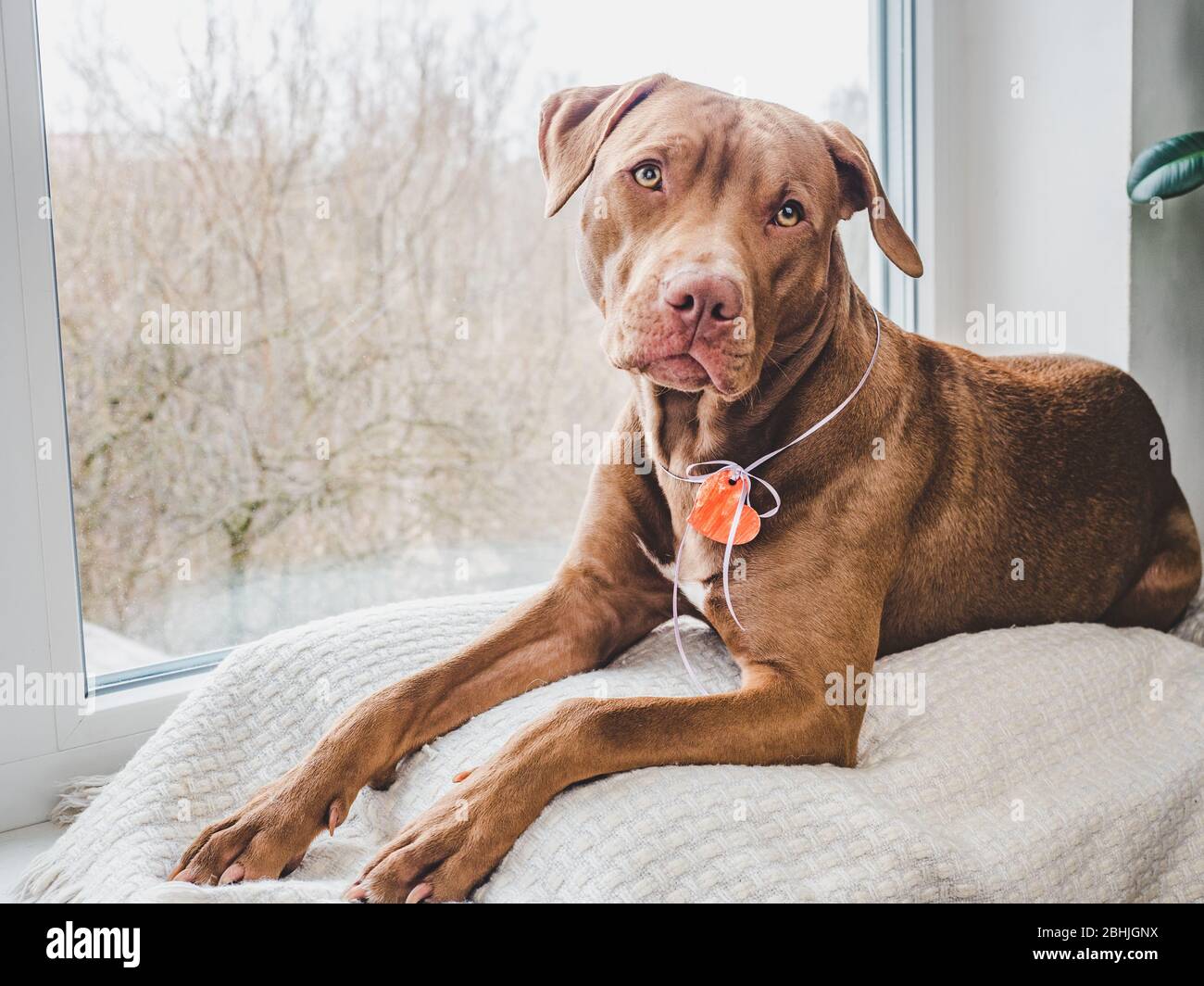 Cucciolo di colore cioccolato. Primo piano Foto Stock