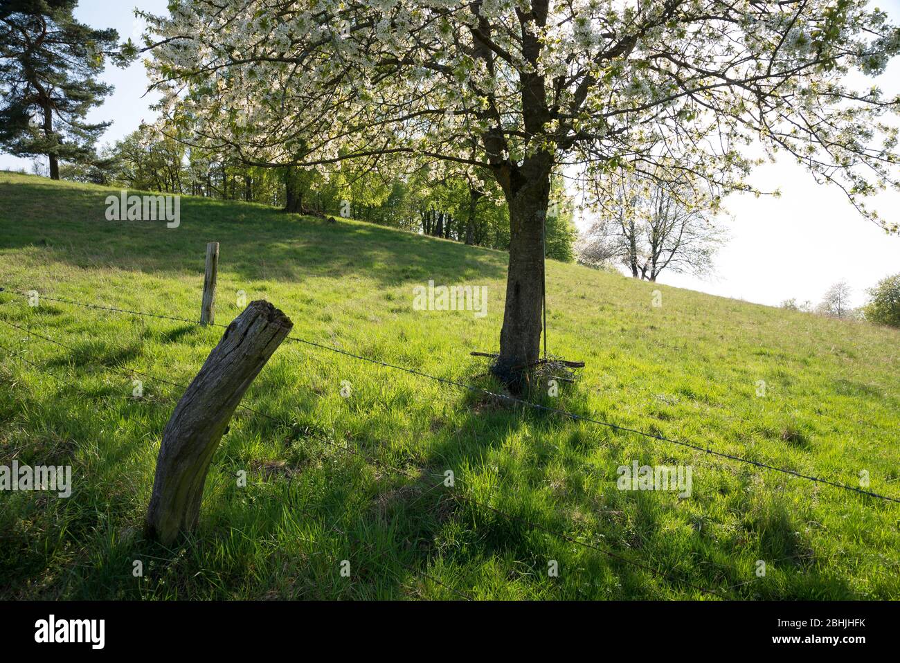 Frühling im Odenwald bei Stettbach, Bergstrasse-Odenwald, Hessen, Deutschland, Europa Foto Stock