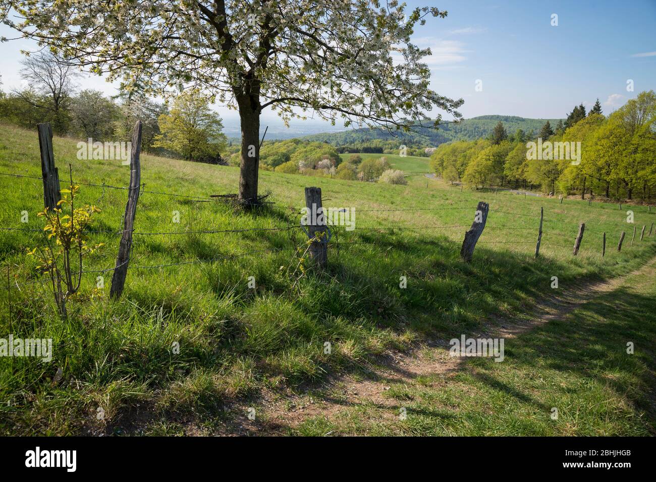 Frühling im Odenwald bei Stettbach, Bergstrasse-Odenwald, Hessen, Deutschland, Europa Foto Stock