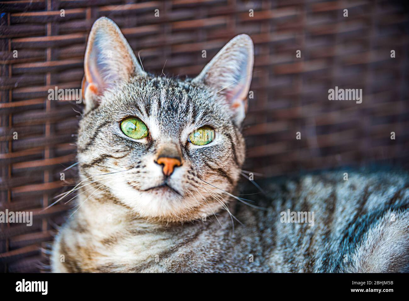 Ritratto di un gatto europeo Shorthair Foto Stock