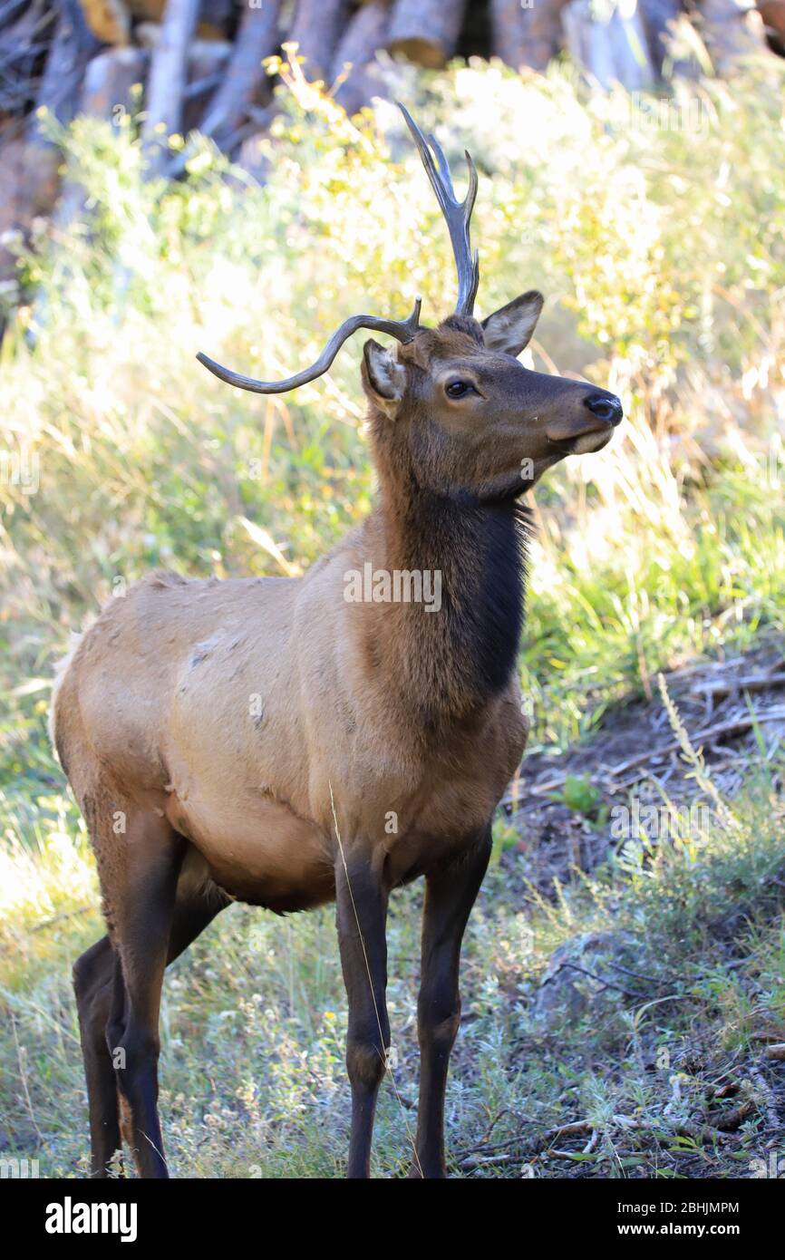 Alce toro con grandi corna durante la rovina autunnale Foto Stock