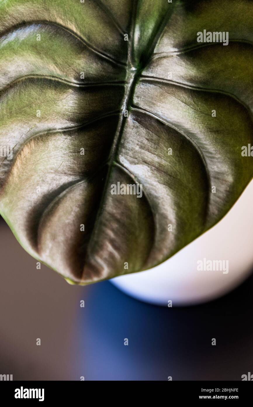 Primo piano su una foglia metallizzata lucida di alocasia cuprea 'segreto d' esotica pianta domestica in bianco pentola su sfondo scuro. Interessante struttura piano tropicale Foto Stock