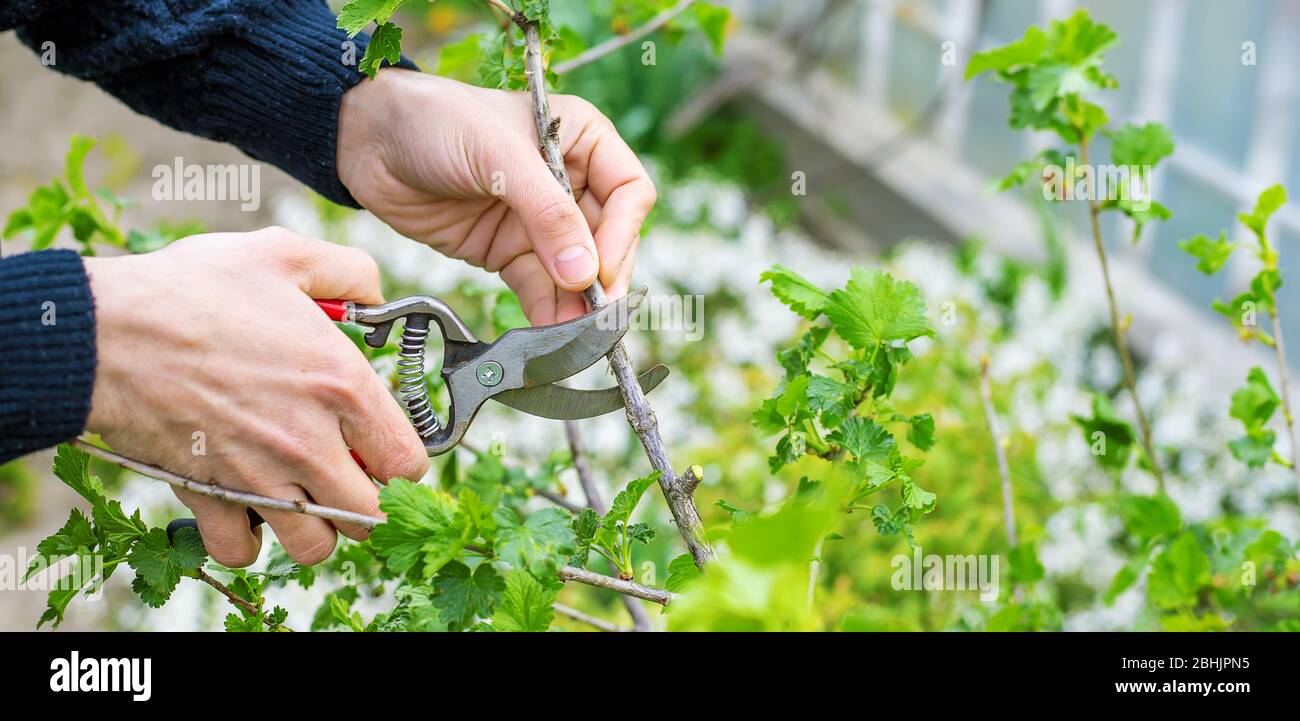 Giardiniere potando cespugli di curry nel giardino. Focus selettivo. Natura. Foto Stock
