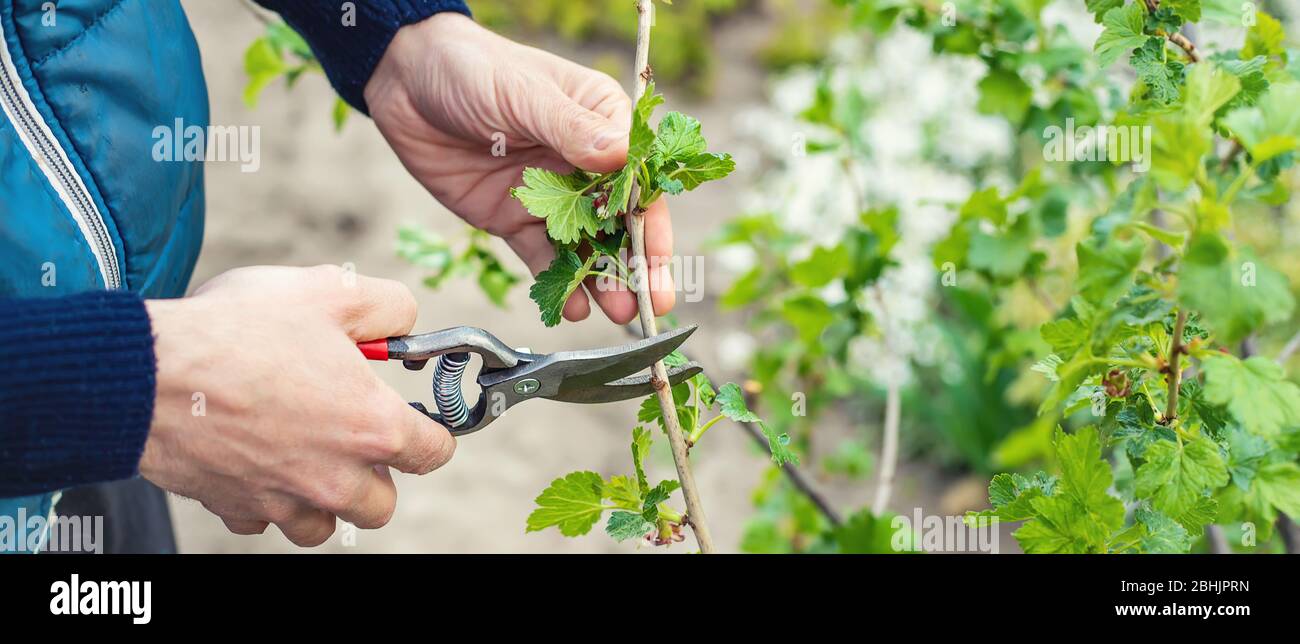 Giardiniere potando cespugli di curry nel giardino. Focus selettivo. Natura. Foto Stock