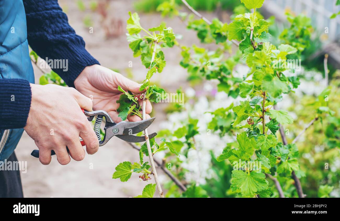 Giardiniere potando cespugli di curry nel giardino. Focus selettivo. Natura. Foto Stock