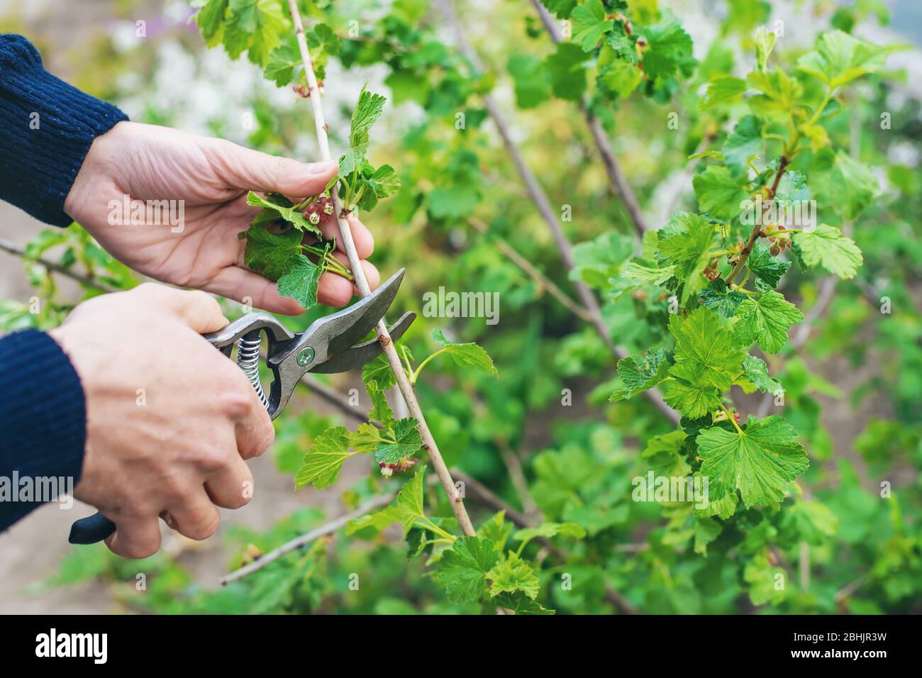 Giardiniere potando cespugli di curry nel giardino. Focus selettivo. Natura. Foto Stock