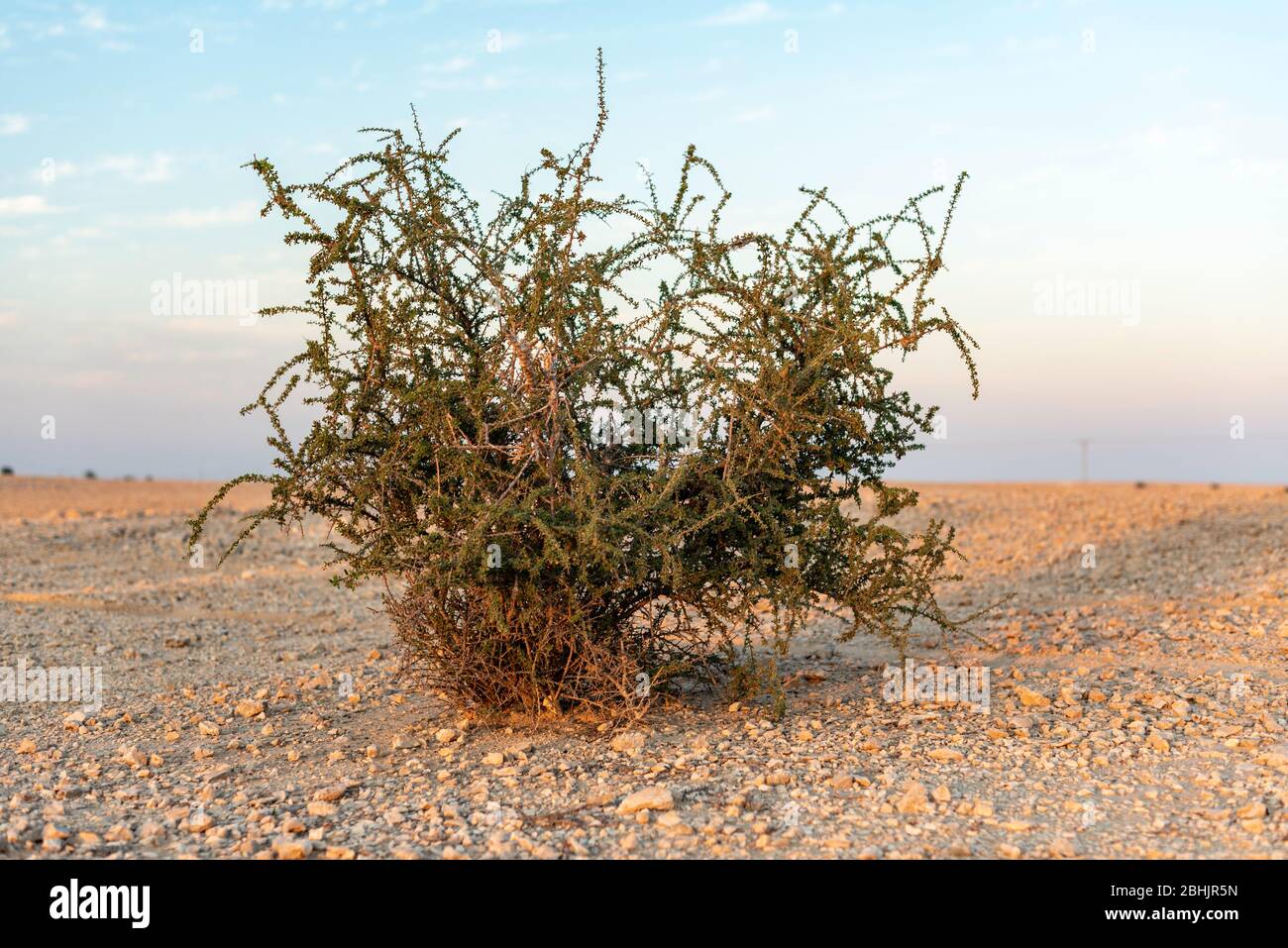 Una foto panoramica della natura all'aperto, incentrata su una pianta verde solitaria e selvaggia in un paesaggio desertico secco su un caldo cielo blu estivo Foto Stock