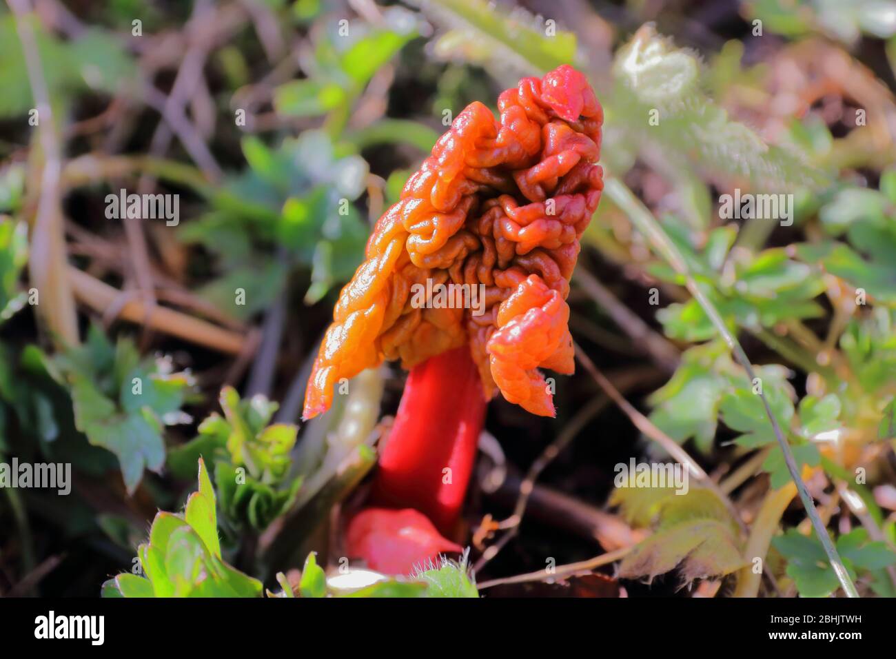 Primo piano di rabarbaro giovane (Rheum rabarum) germogliare germogliare all'inizio della primavera Foto Stock