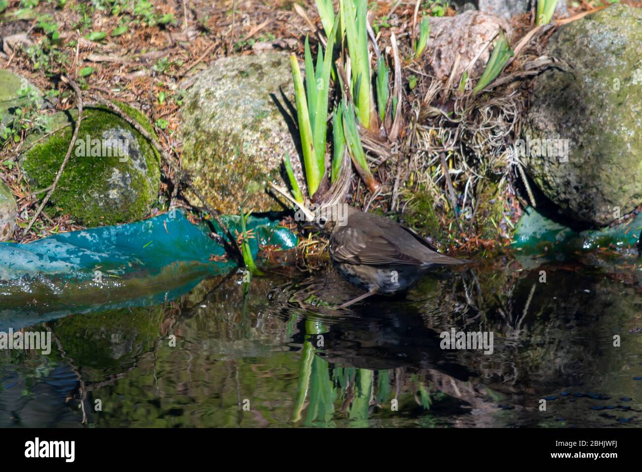 Thrush cantante, cantante - una specie di uccello di medie dimensioni della famiglia thrush, che abita l'Eurasia. Foto Stock