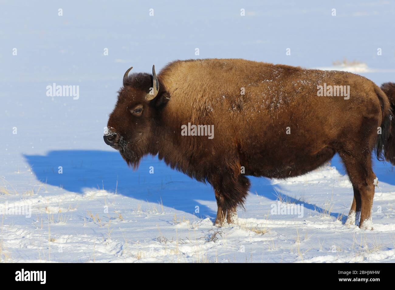 Bisonte americano nella neve d'inverno Foto Stock