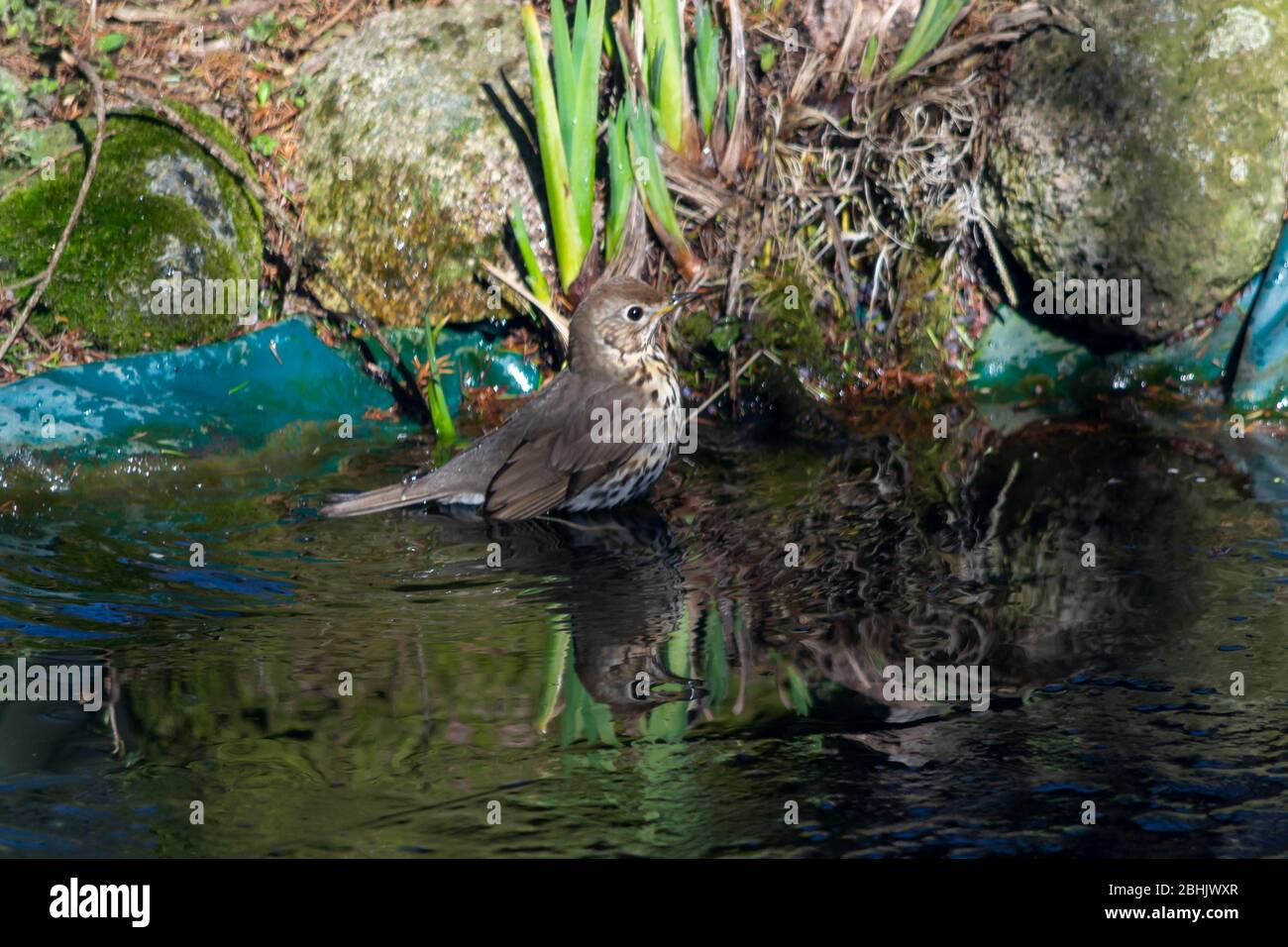 Thrush cantante, cantante - una specie di uccello di medie dimensioni della famiglia thrush, che abita l'Eurasia. Foto Stock