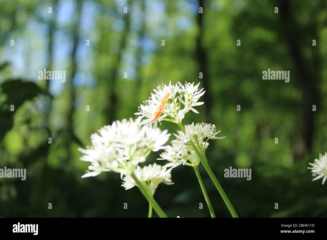 In primavera, in un bosco austriaco, si può sminuire l'aglio Foto Stock