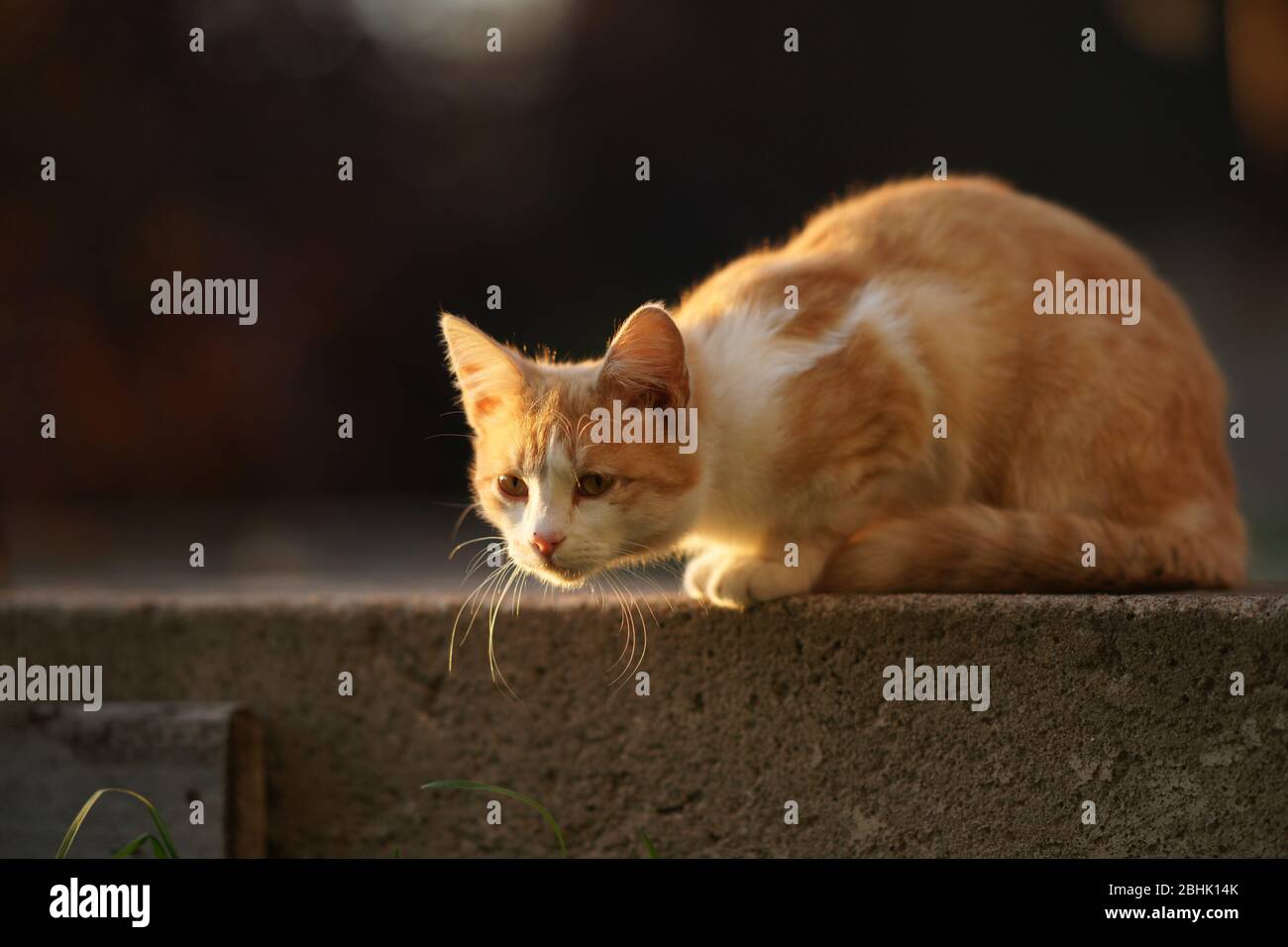 Gatto rosso che si aggirava e guardava qualcuno nel giardino. Foto Stock