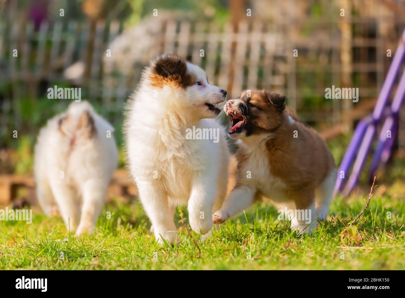 foto dei cuccioli di elo che giocano in giardino Foto Stock