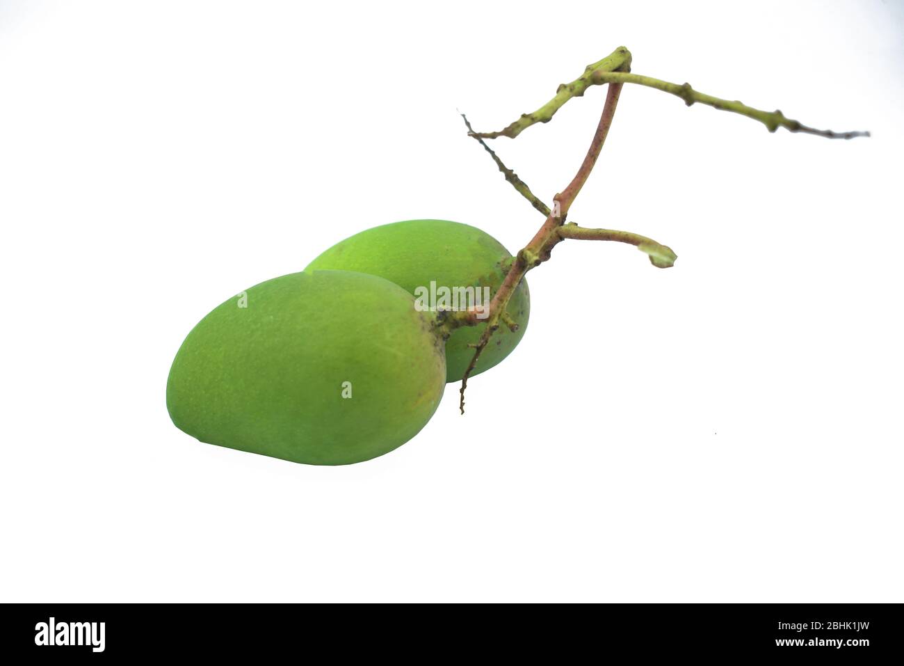 Due mango acordati verdi attaccati ad una vite posta su uno sfondo bianco isolato Foto Stock