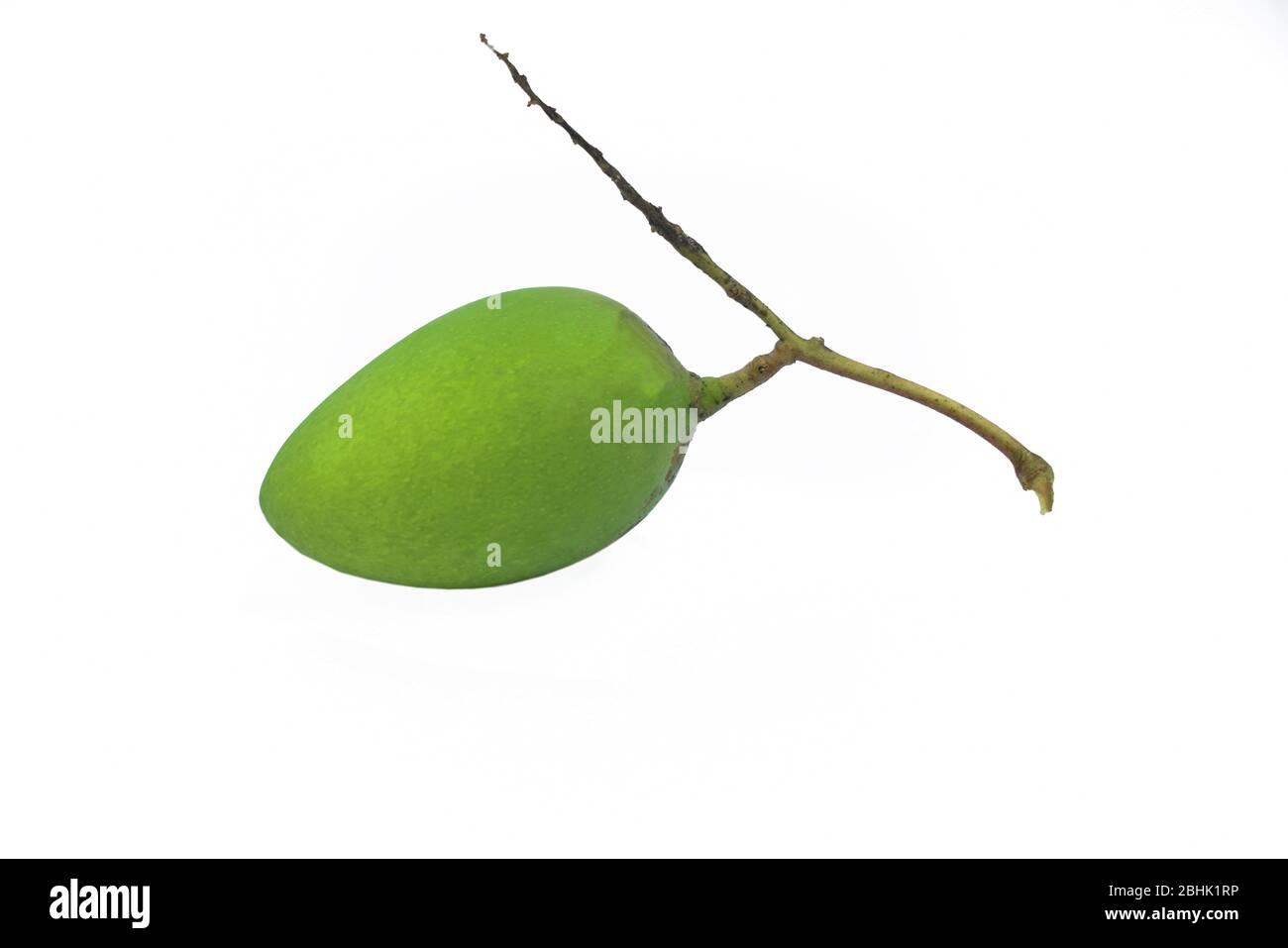 Mango acorea verde attaccato ad una vite posta su sfondo bianco isolato Foto Stock