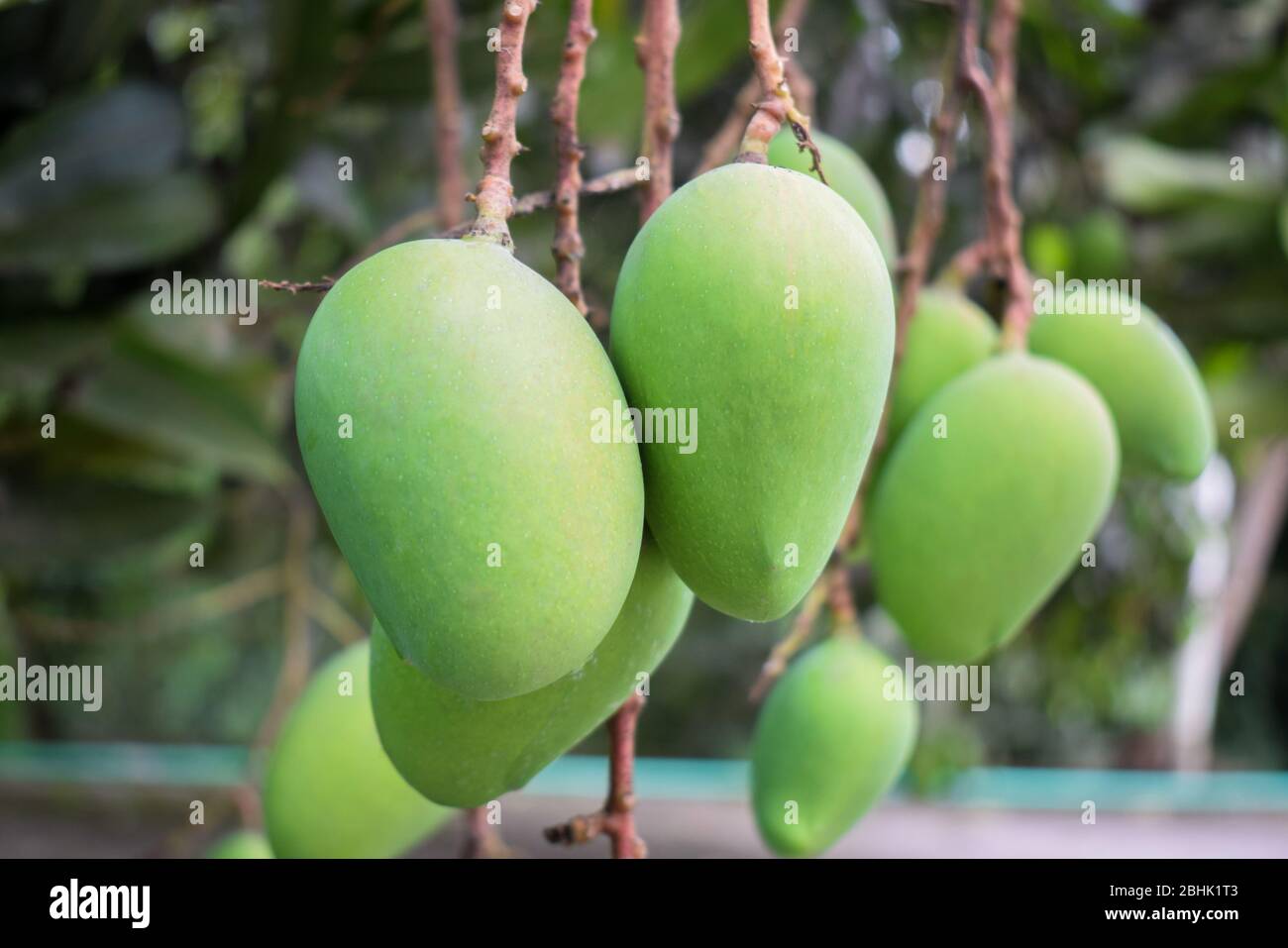 Mazzo di frutti di mango acini verdi appesi a un grande albero di mango nella natura selvaggia Foto Stock