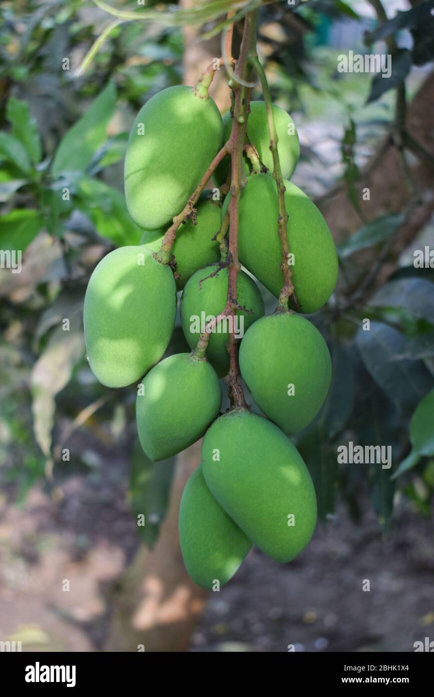 Orecchio di frutto di mango aghioso verde appeso ad un grande albero di mango nella natura selvaggia Foto Stock