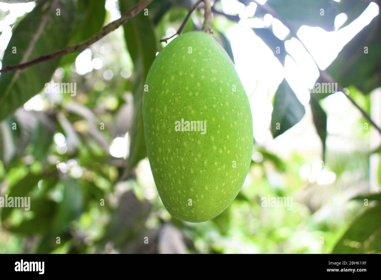 Frutto di mango acuro di colore verde appeso ad un grande albero di mango nella natura selvaggia Foto Stock