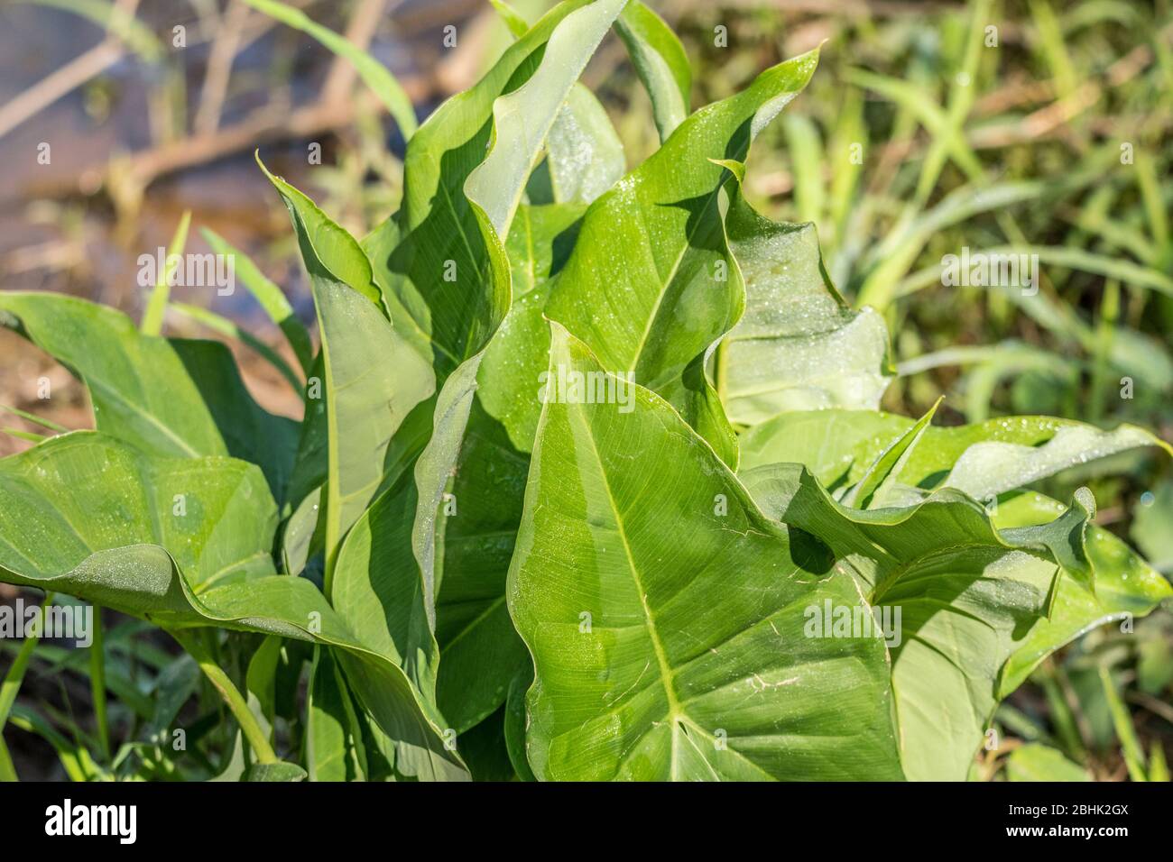 Grandi foglie appuntite di una pianta a punta di freccia che emerge dall'acqua alle zone umide in una giornata di sole in primavera Foto Stock