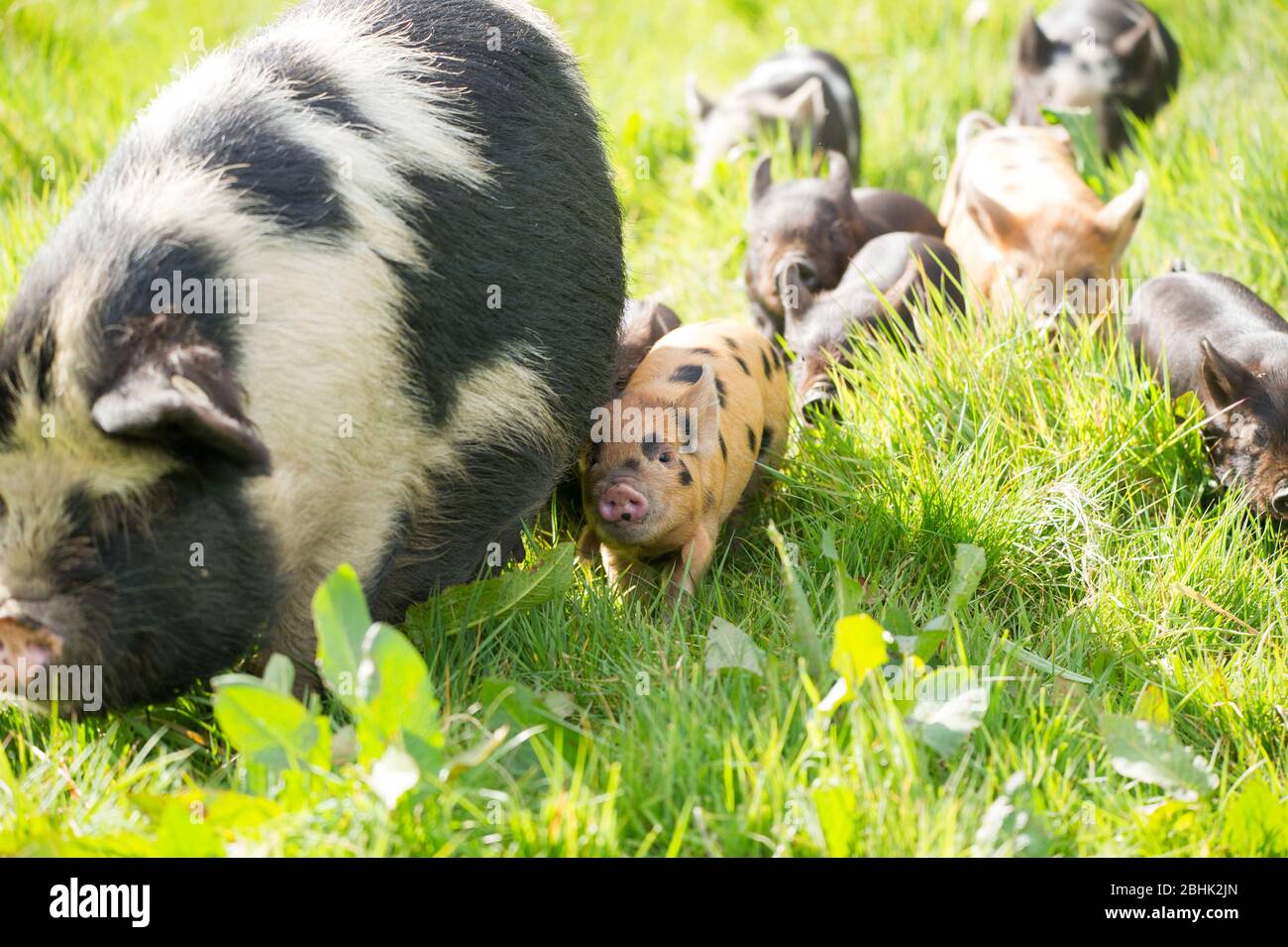 Cumbernauld, Regno Unito. 26 aprile 2020. Nella foto: Simpatici cuccioli di primavera giocano nel calore del sole di primavera del pomeriggio. Questi piccoli maiali hanno avuto la loro pancetta salvata come il blocco di Coronavirus (COVID-19) ha significato le cose sulla fattoria hanno terra ad una fermata, lasciando gli animali per godere di un nuovo lease di vita per il momento. Credit: Colin Fisher/Alamy Live News Foto Stock