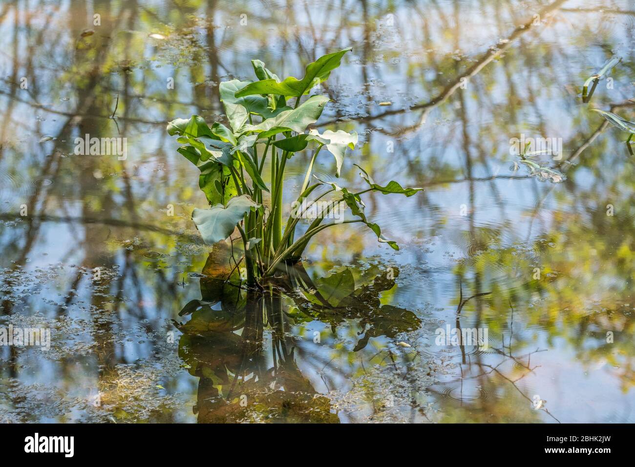 Una pianta acquatica a punta di freccia con foglie che si aprono nelle zone umide in una giornata di sole in primavera Foto Stock
