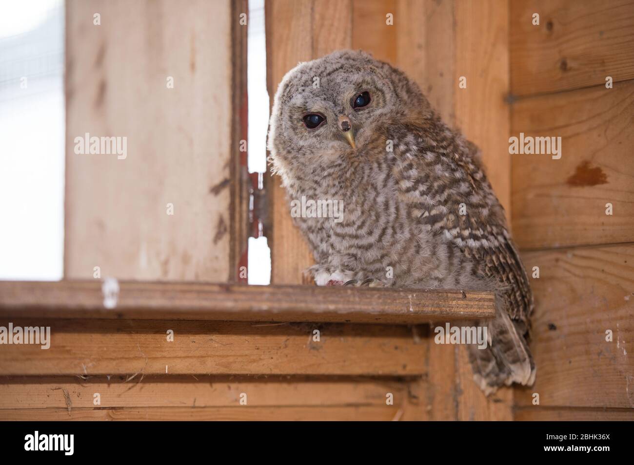 Cumbernauld, Regno Unito. 26 aprile 2020. Nella foto: Un piccolo gufo di Tawny si siede su un mouse morto mentre guarda la fotocamera. È stato salvato e sarà rilasciato una volta che mette su abbastanza peso. Credit: Colin Fisher/Alamy Live News Foto Stock