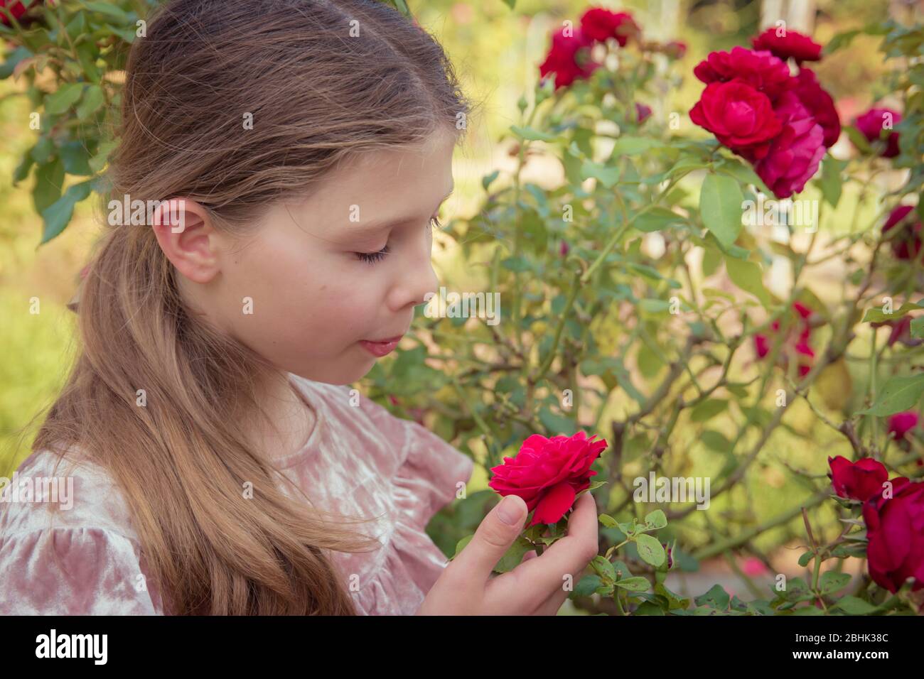 Una dolce ragazza con capelli marroni odora le rose in giardino Foto Stock