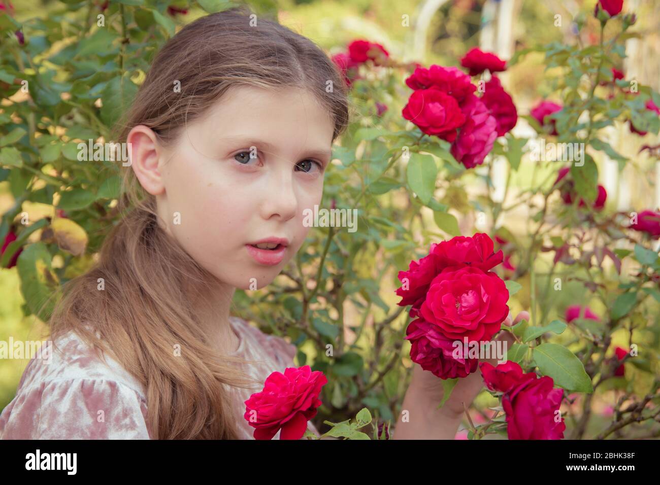 Un ritratto fresco-affrontato di una bella ragazza che tiene le rose in un giardino estivo Foto Stock
