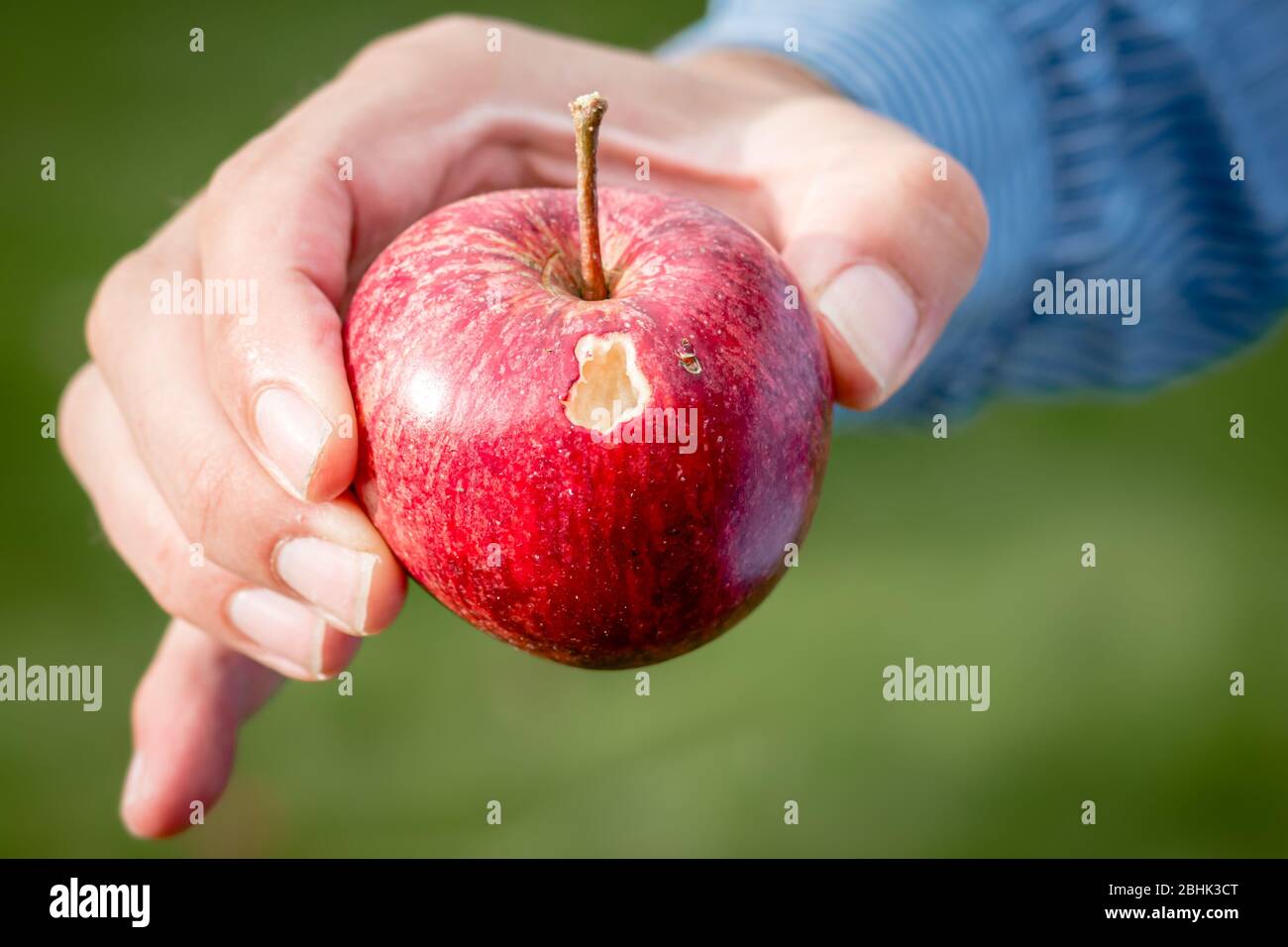 Una mela rossa che è stata pecchiata e nibbled dagli uccelli in un giardino Foto Stock