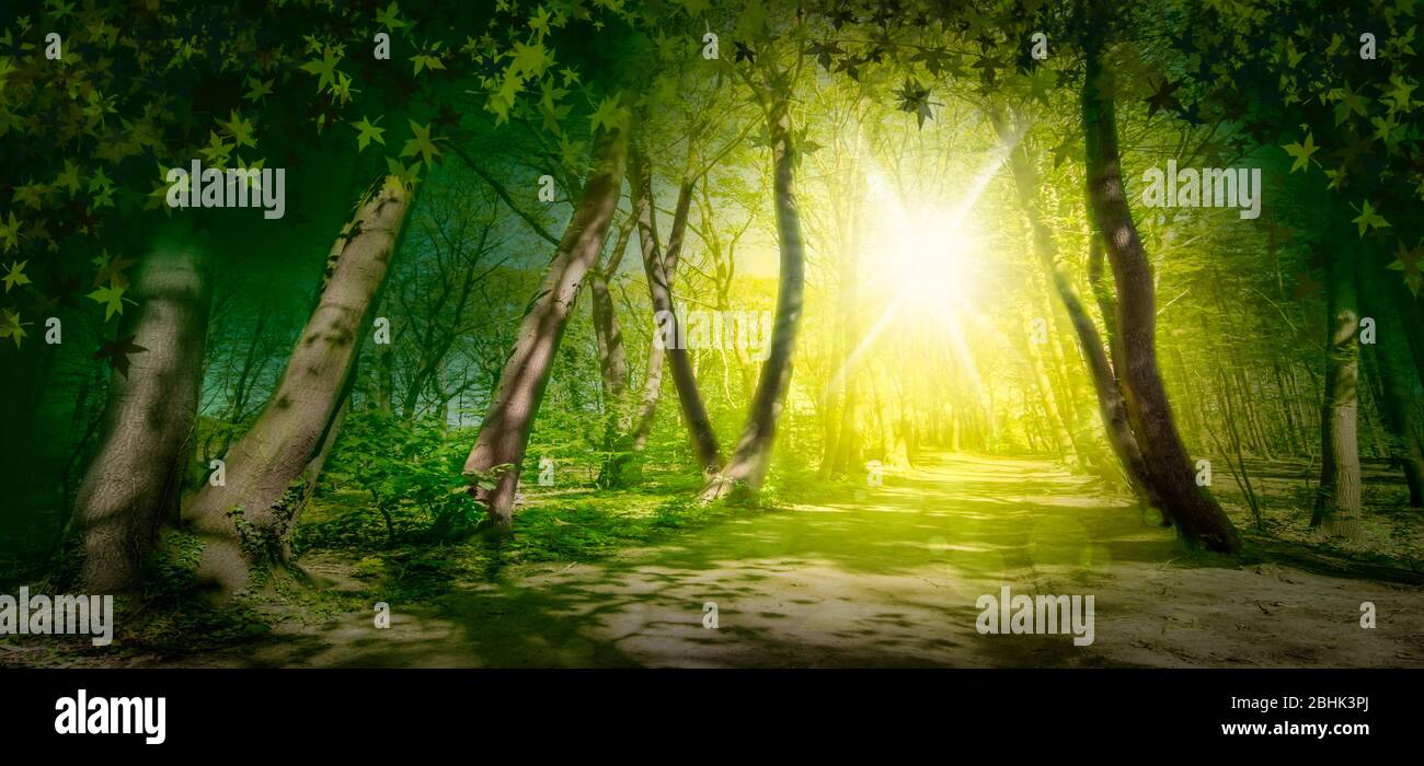 Incantevole paesaggio verde e soleggiato della foresta. Foto Stock