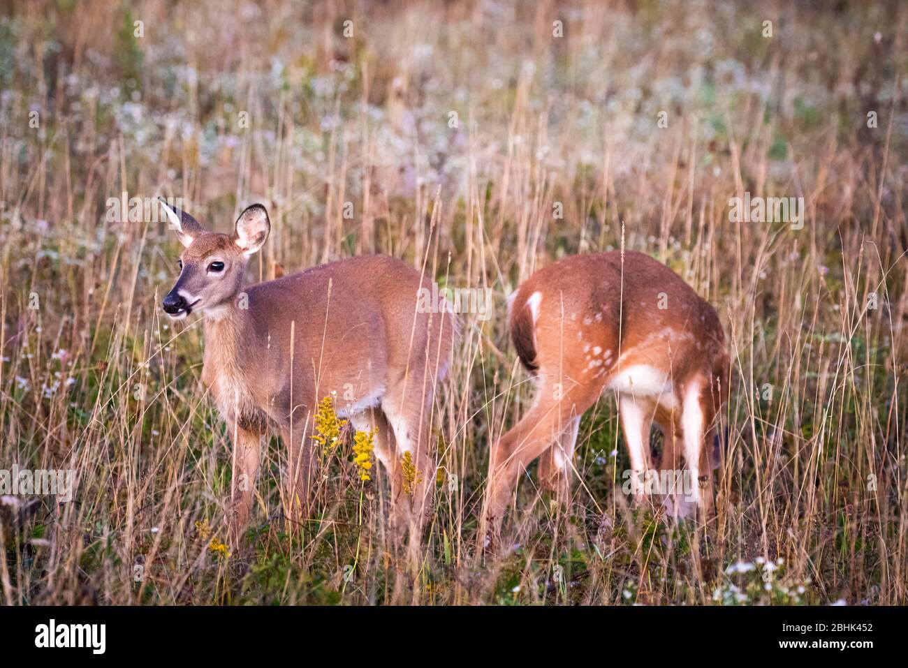 Due fawn si trovano in un campo rivolto l'uno verso l'altro, il più giovane mostra ancora macchie bianche. Foto Stock