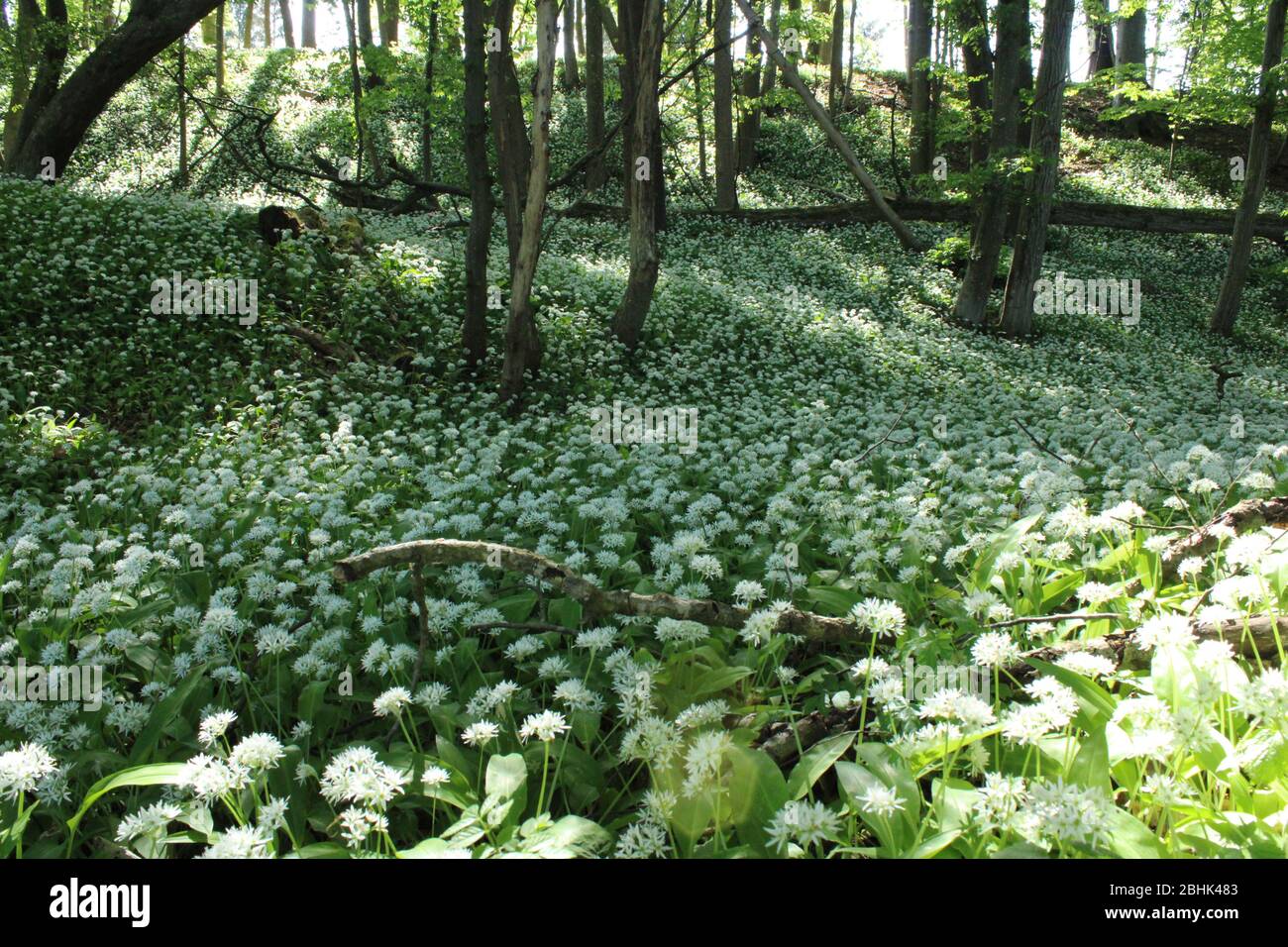 Aglio di legno con fiore bianco in legno austriaco Foto Stock