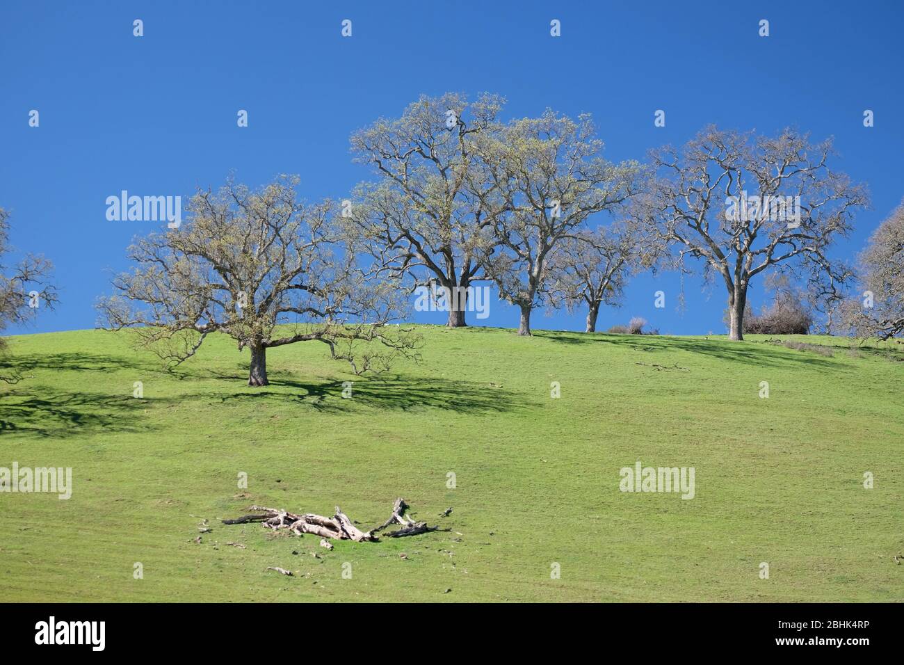 Costeggia querce su una collina verde e lussureggiante in primavera nella contea di San Luis Obispo, California Foto Stock