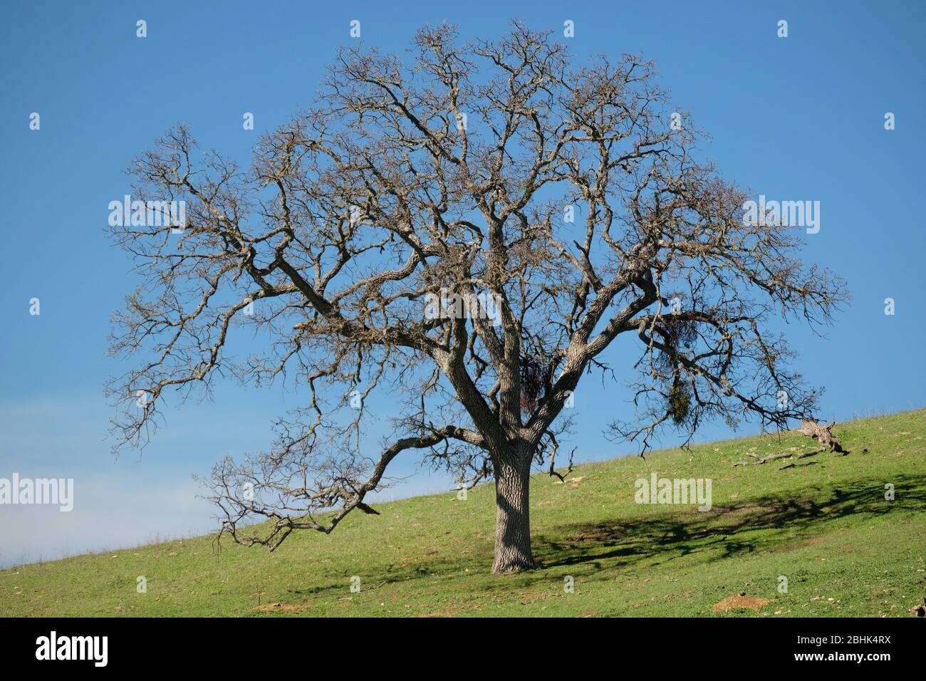 Un albero di quercia a costa singola su una collina verde e lussureggiante contro un cielo blu nella California centrale Foto Stock