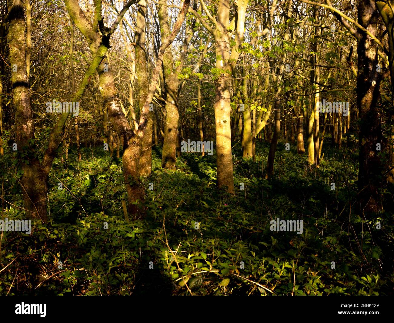 Woodland nel tardo pomeriggio sole, Cornovaglia, Regno Unito Foto Stock