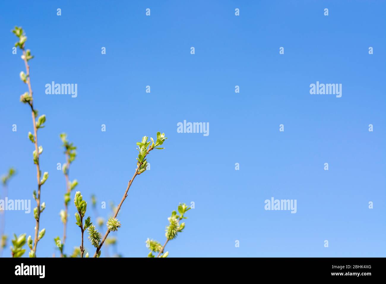 Il risveglio della natura. Foglie fresche giovani. Primi germogli verdi di primavera sul ramo. Cielo azzurro. Foto Stock