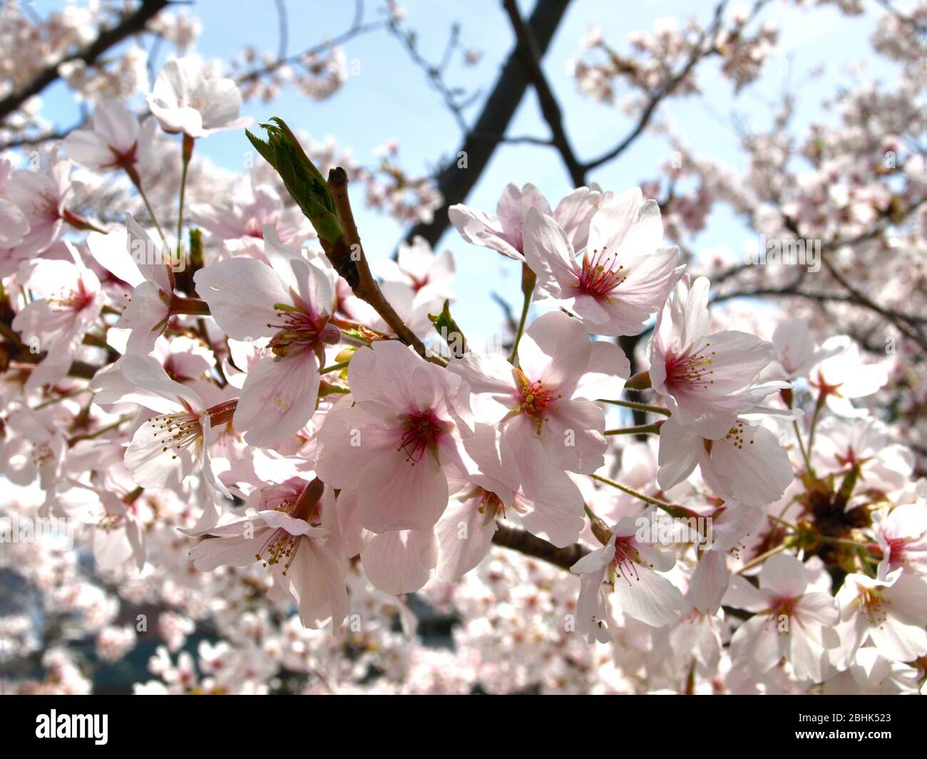 Il bellissimo giardino giapponese di Kyoto ,Giappone Foto Stock