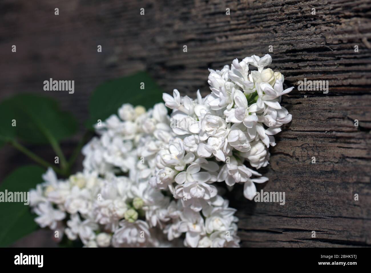 Lilla bianco fioritura nel giardino Foto Stock