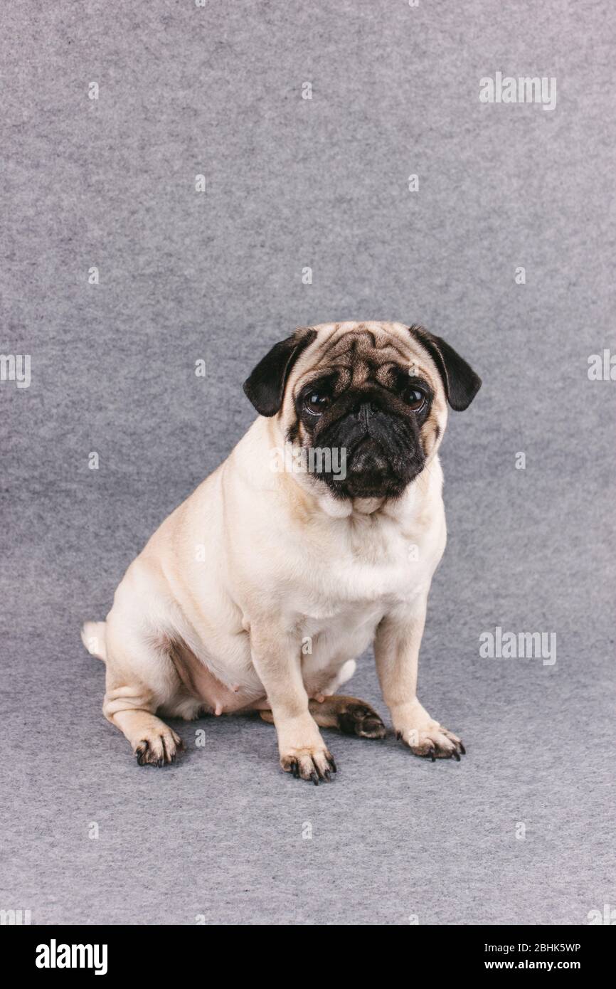 Il cane PUG con occhi grandi tristi siede su uno sfondo grigio e guarda la macchina fotografica Foto Stock