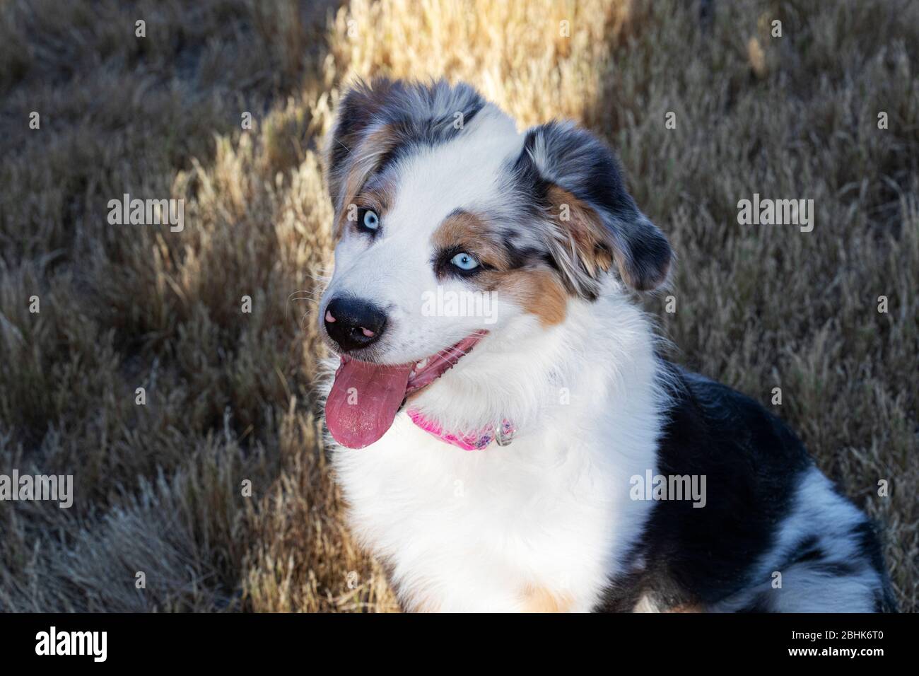 Pastore australiano cucciolo Foto Stock