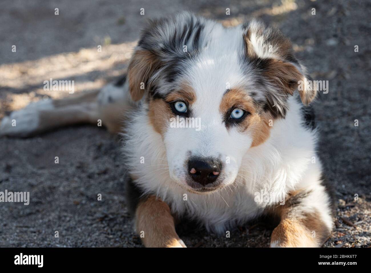 Pastore australiano cucciolo Foto Stock