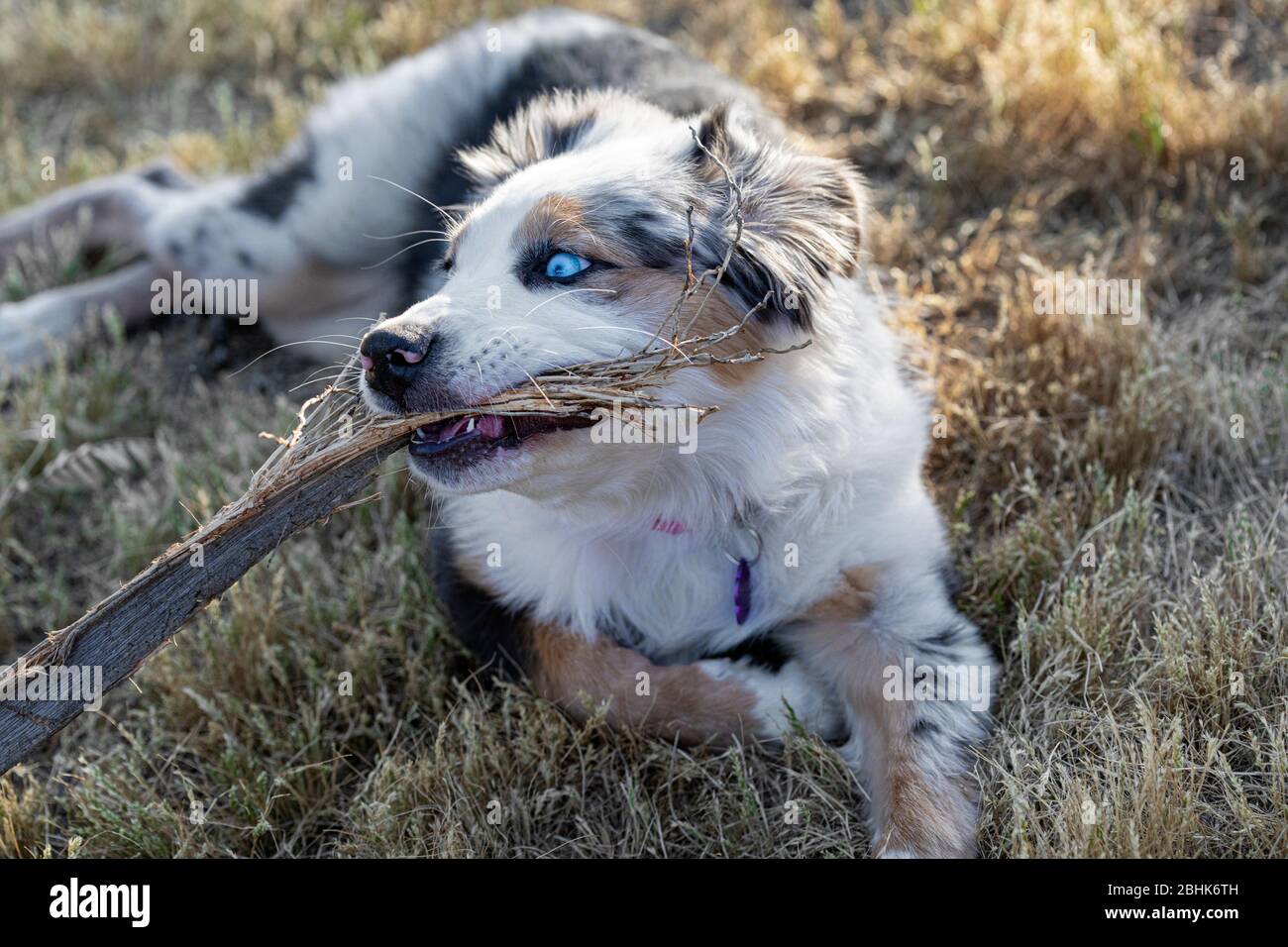 Cucciolo di pastore australiano masticando su un bastone nel cortile Foto Stock