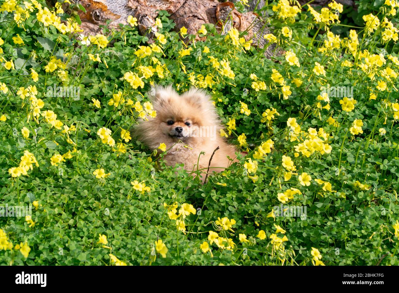 Il grazioso e soffice spitz Pomeranian, un'incantevole testa rossa, si trova nell'erba Foto Stock
