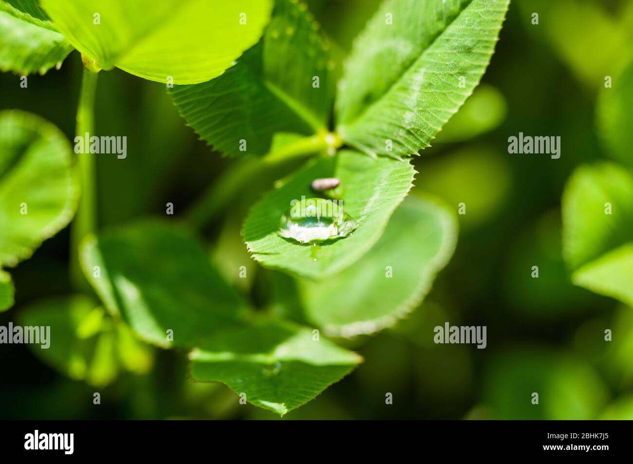Bug bere da una goccia d'acqua sull'erba verde dopo la pioggia, foto macro Foto Stock