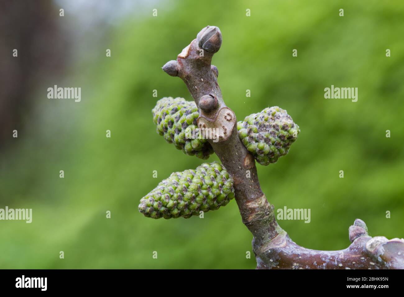 Fiori maschi, cetrioli, di noce comune in primavera Foto Stock