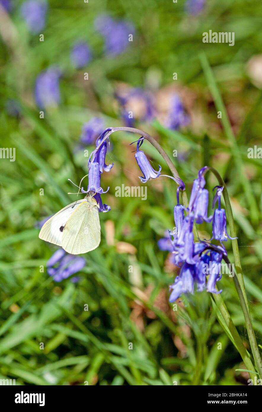 Grande farfalla bianca Pieris brassicae crogiolarsi al sole sui campanili al sole nella primavera inglese Foto Stock