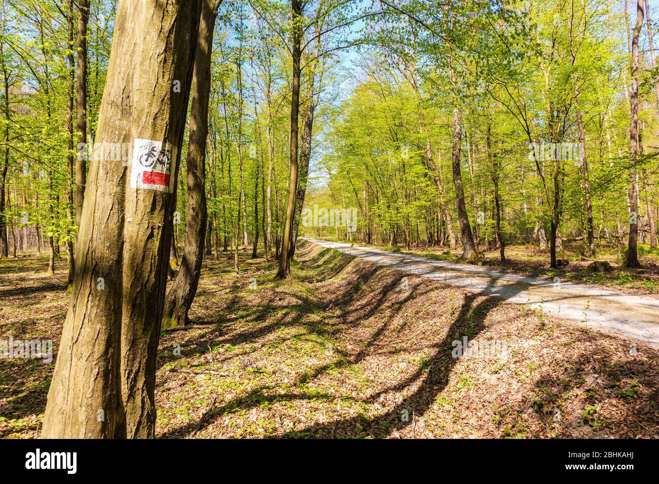 Percorso ciclabile segno vicino strada nella foresta in sole primavera giorno a Puszcza Niepolomicka vicino a Cracovia città, Polonia Foto Stock