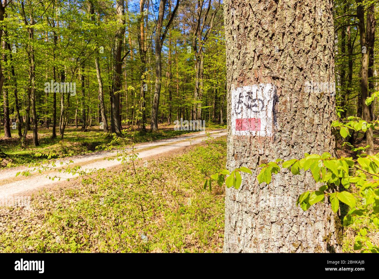 Percorso ciclabile segno vicino strada nella foresta in sole primavera giorno a Puszcza Niepolomicka vicino a Cracovia città, Polonia Foto Stock