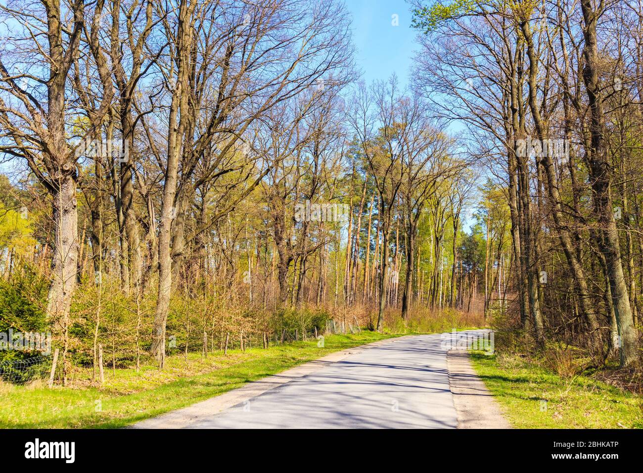Strada nella foresta in sole primavera giorno a Puszcza Niepolomicka vicino a Cracovia città, Polonia Foto Stock